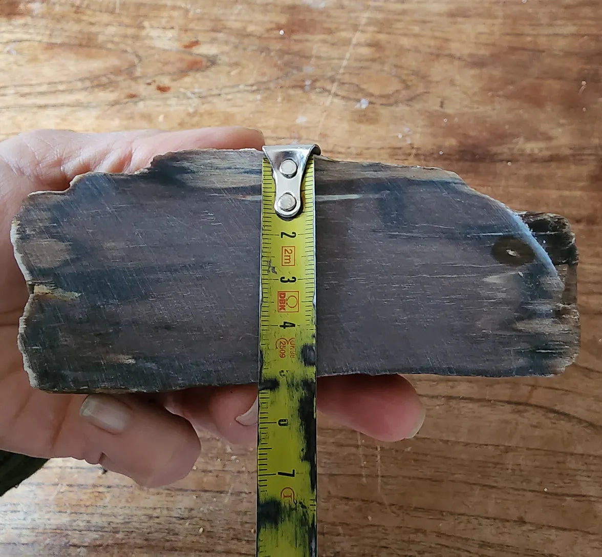 Petrified Wood
