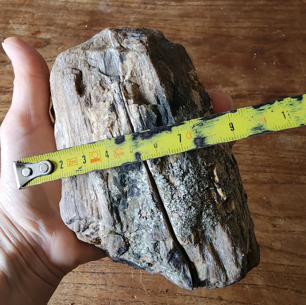 Petrified Wood