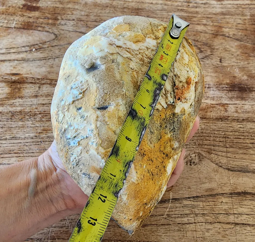 Large Blue Chalcedony Rough