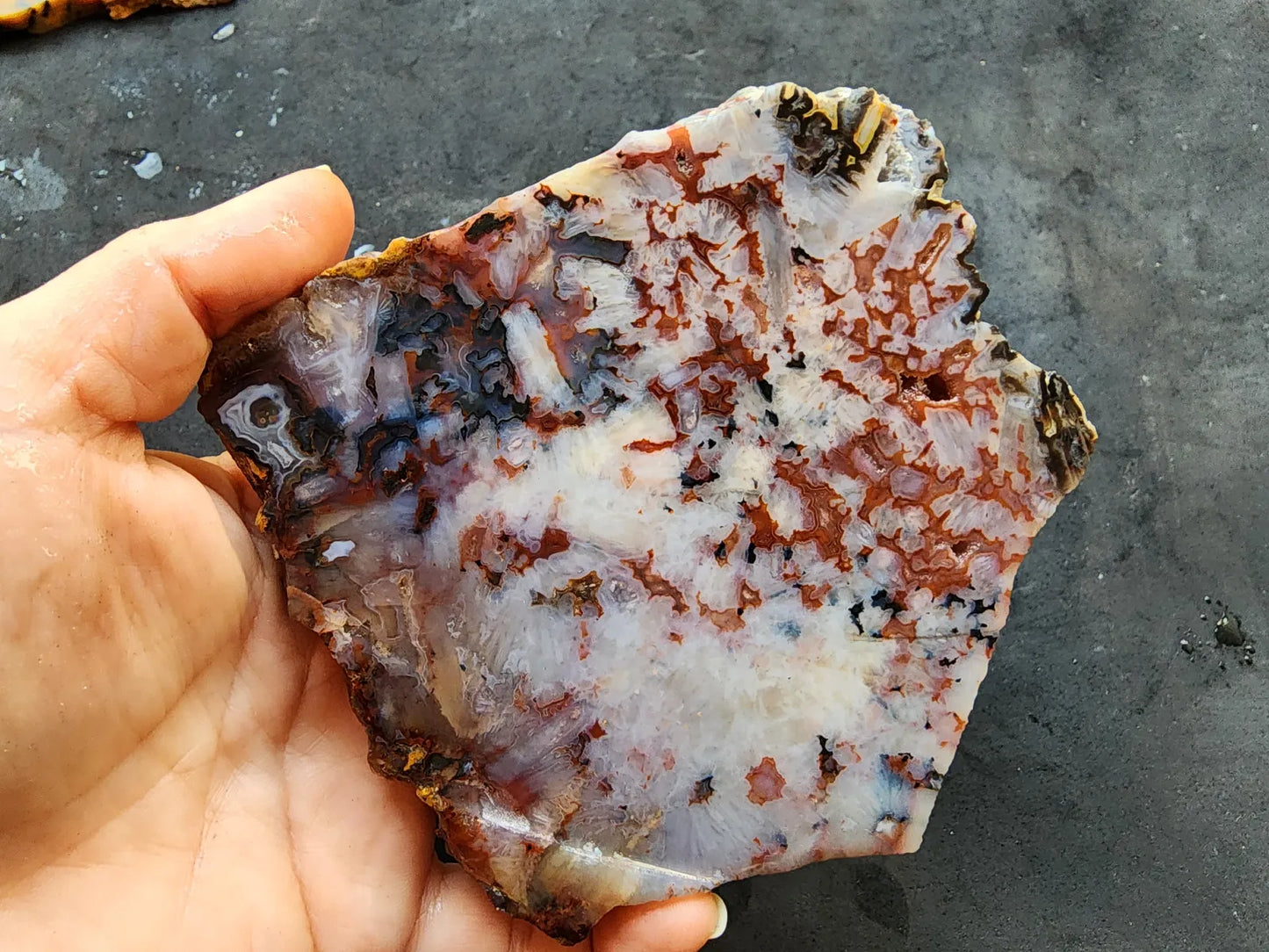 Agate Slice Lot