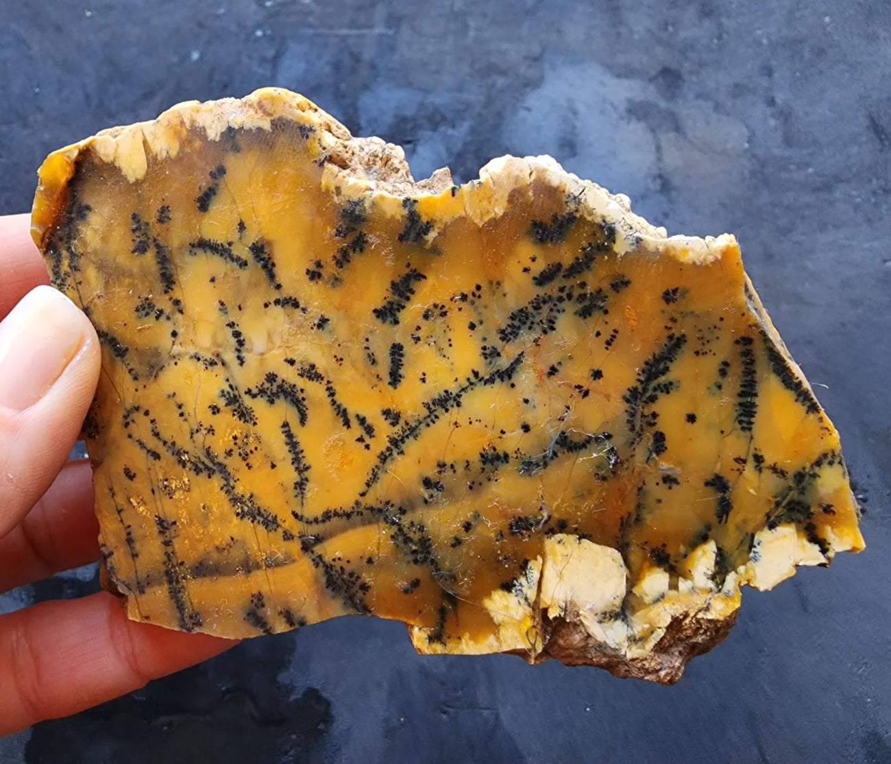 Agate Slice Lot