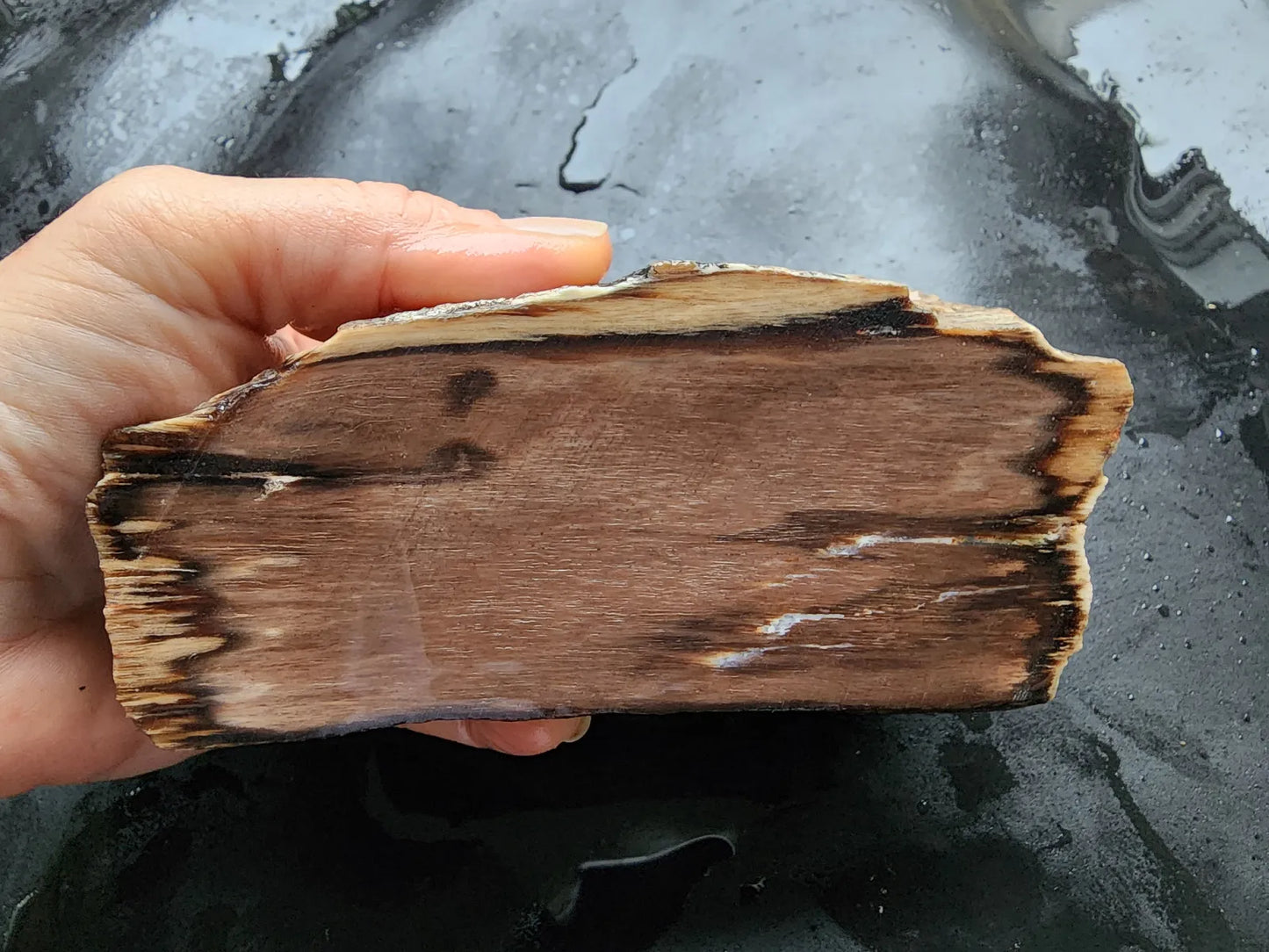 Petrified Wood