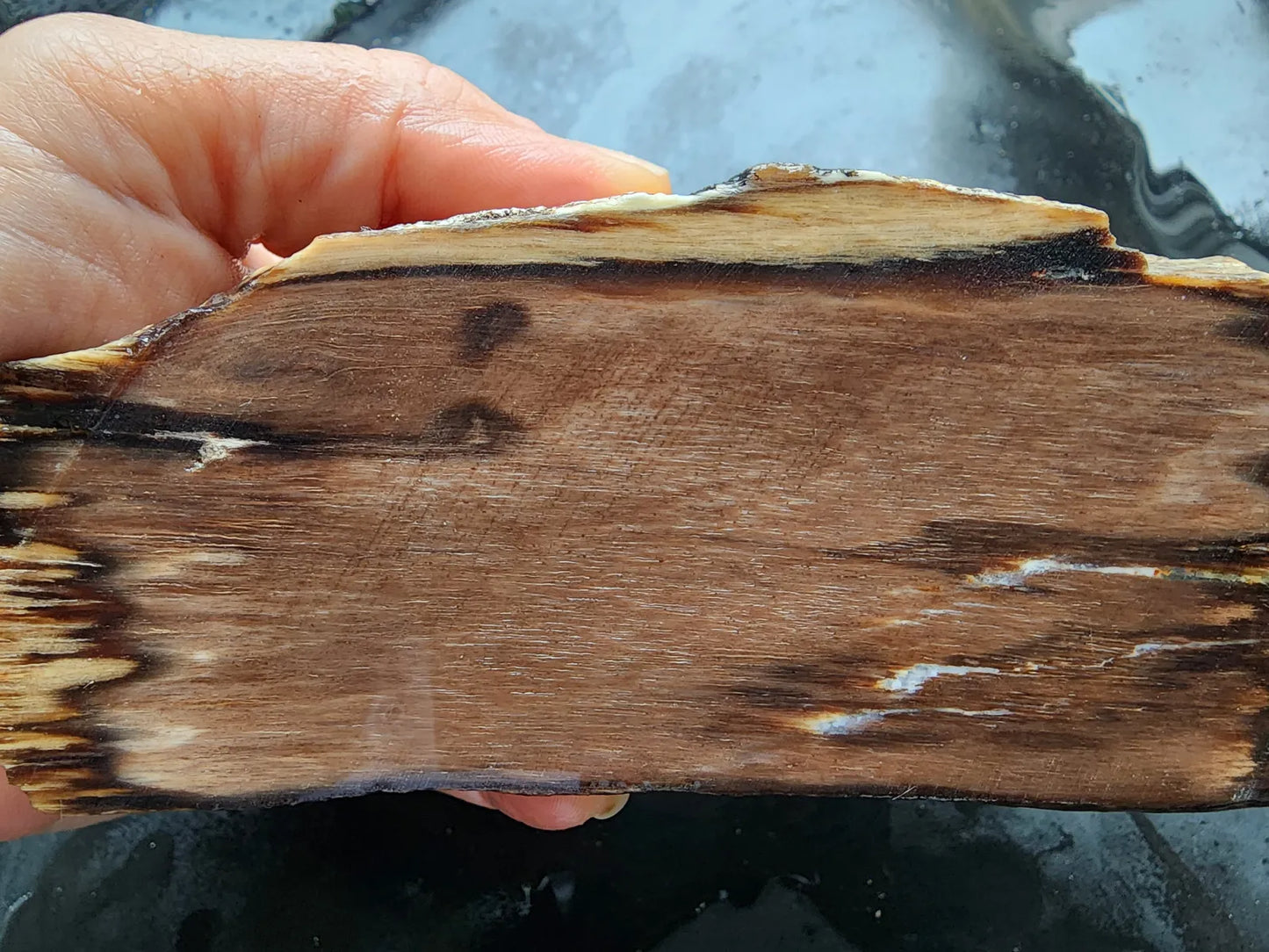 Petrified Wood