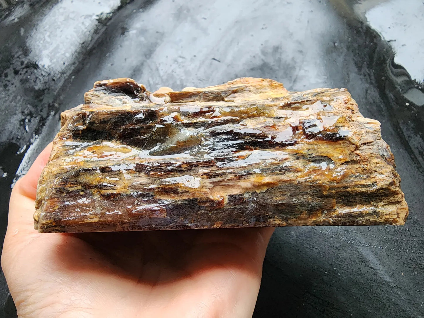 Petrified Wood