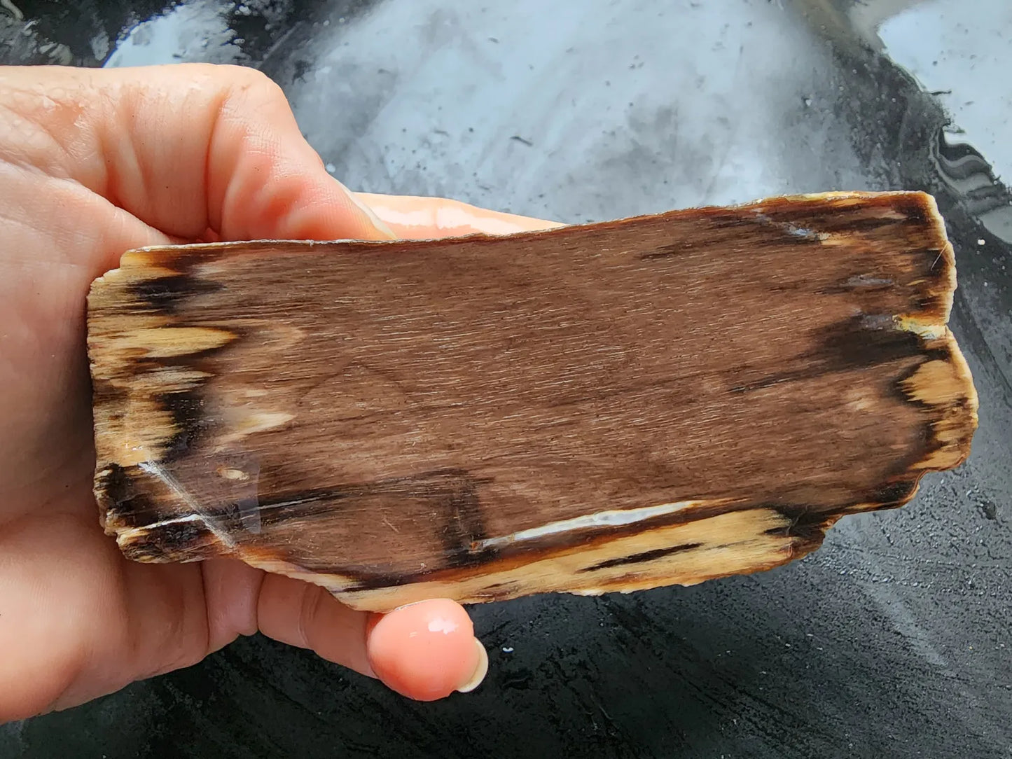 Petrified Wood