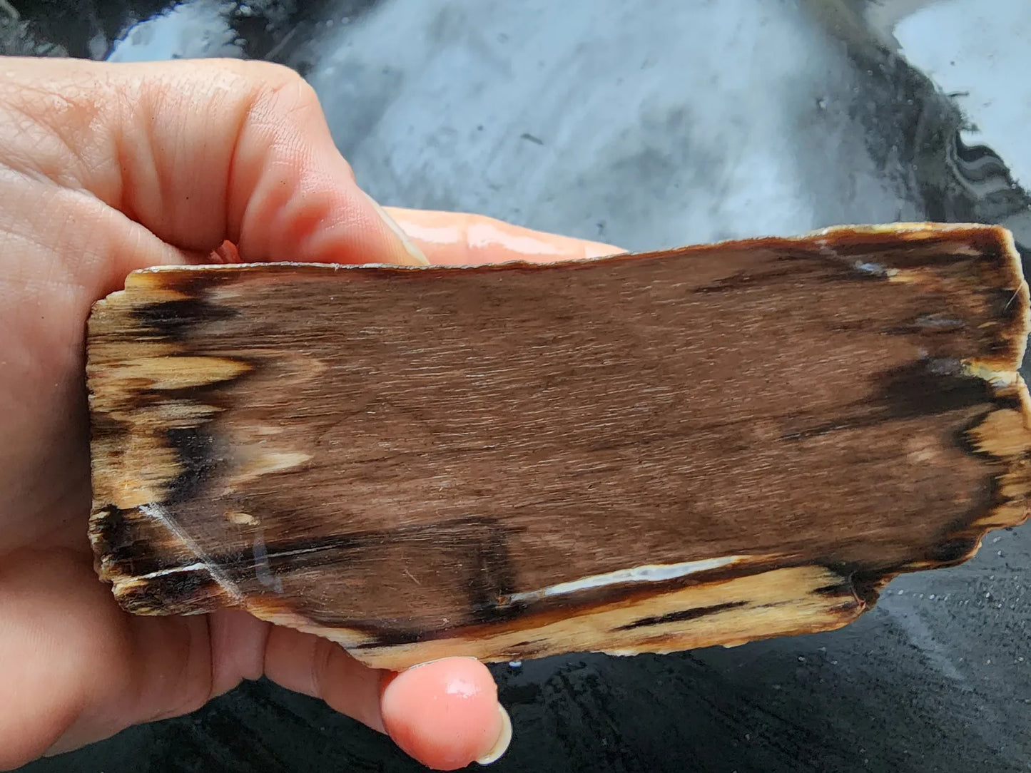 Petrified Wood