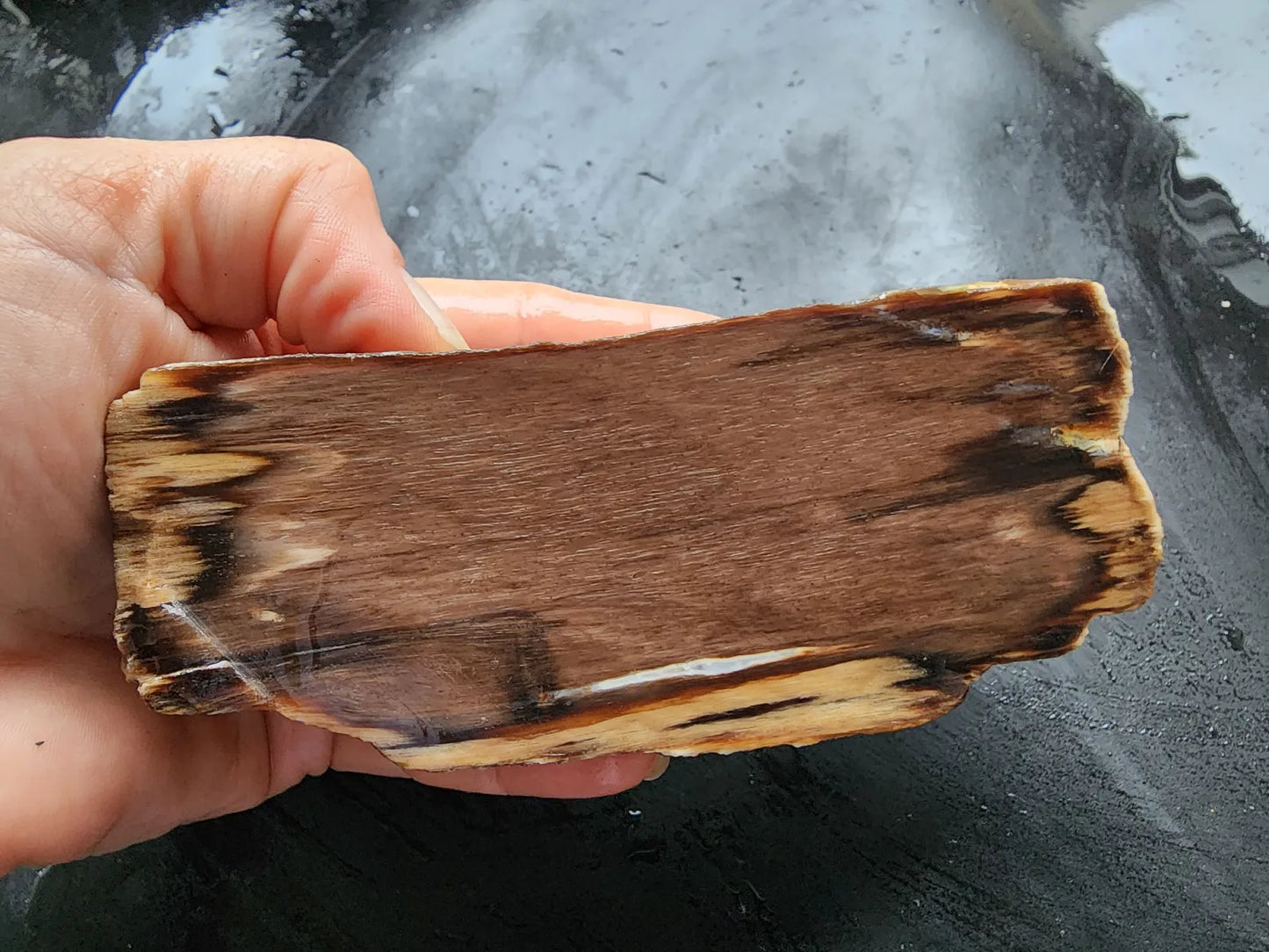Petrified Wood