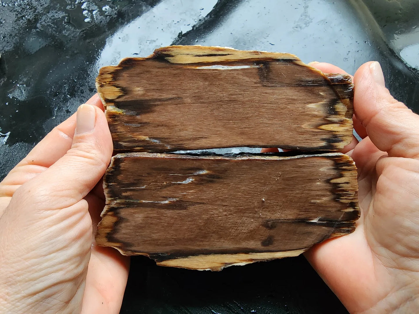 Petrified Wood