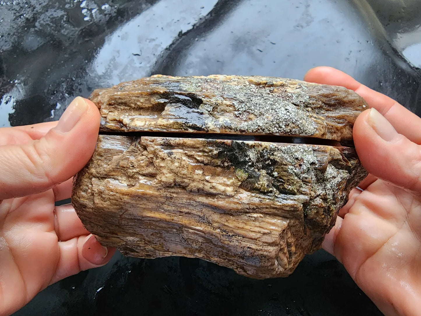 Petrified Wood