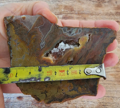 Stromatolite Fossil Agate