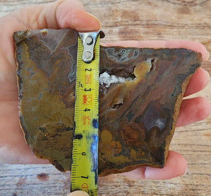 Stromatolite Fossil Agate