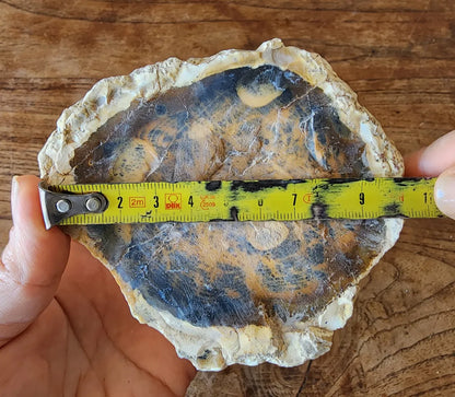 Opalized  Wood