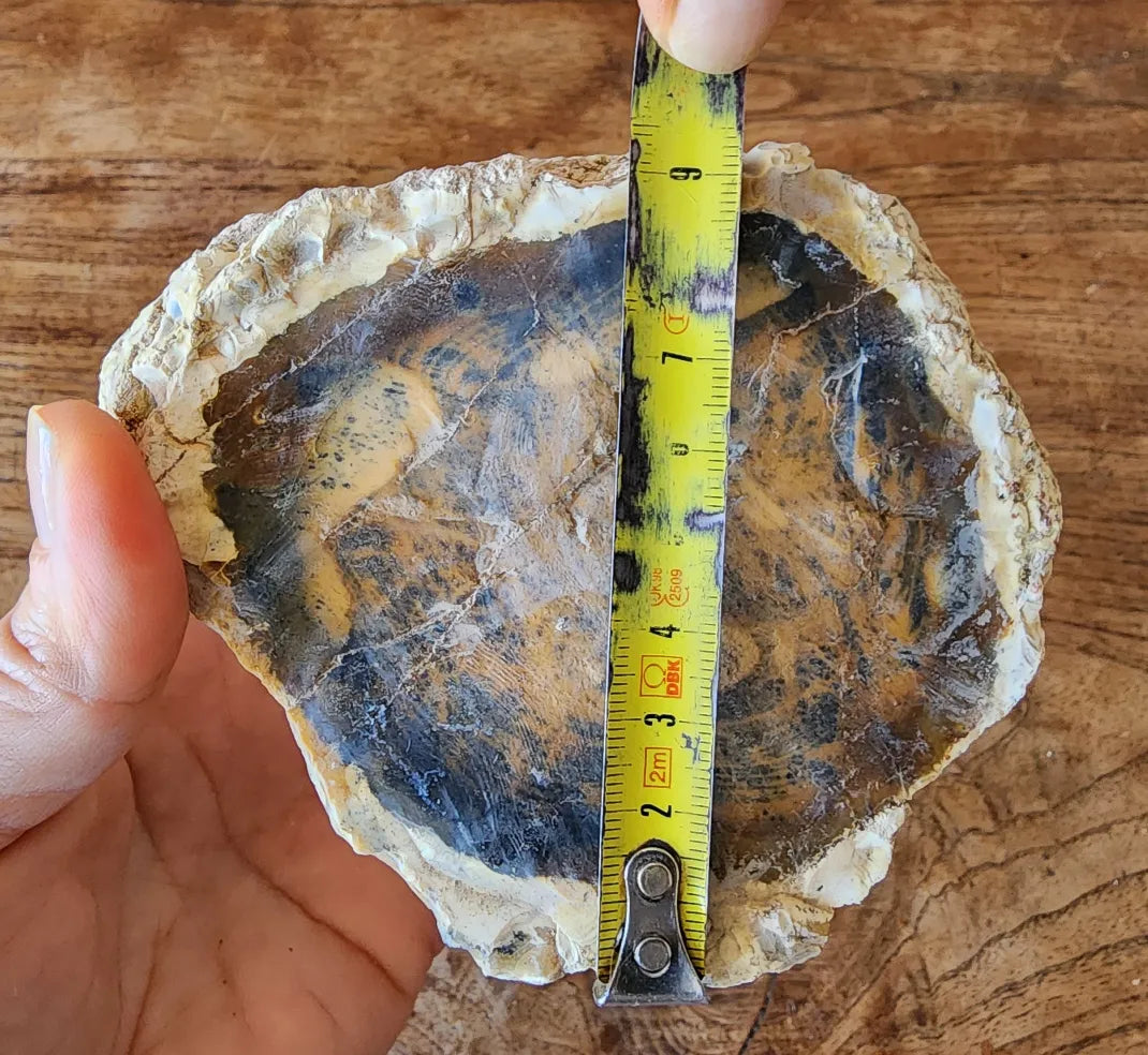 Opalized  Wood