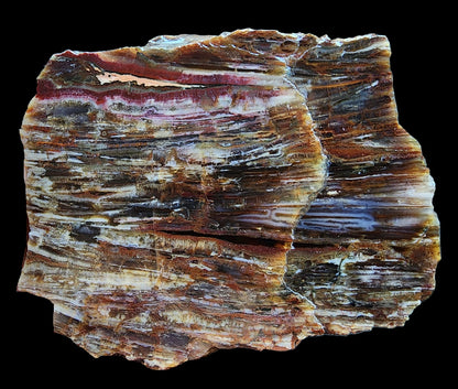 Agatized Petrified Wood - We❤️Rocks