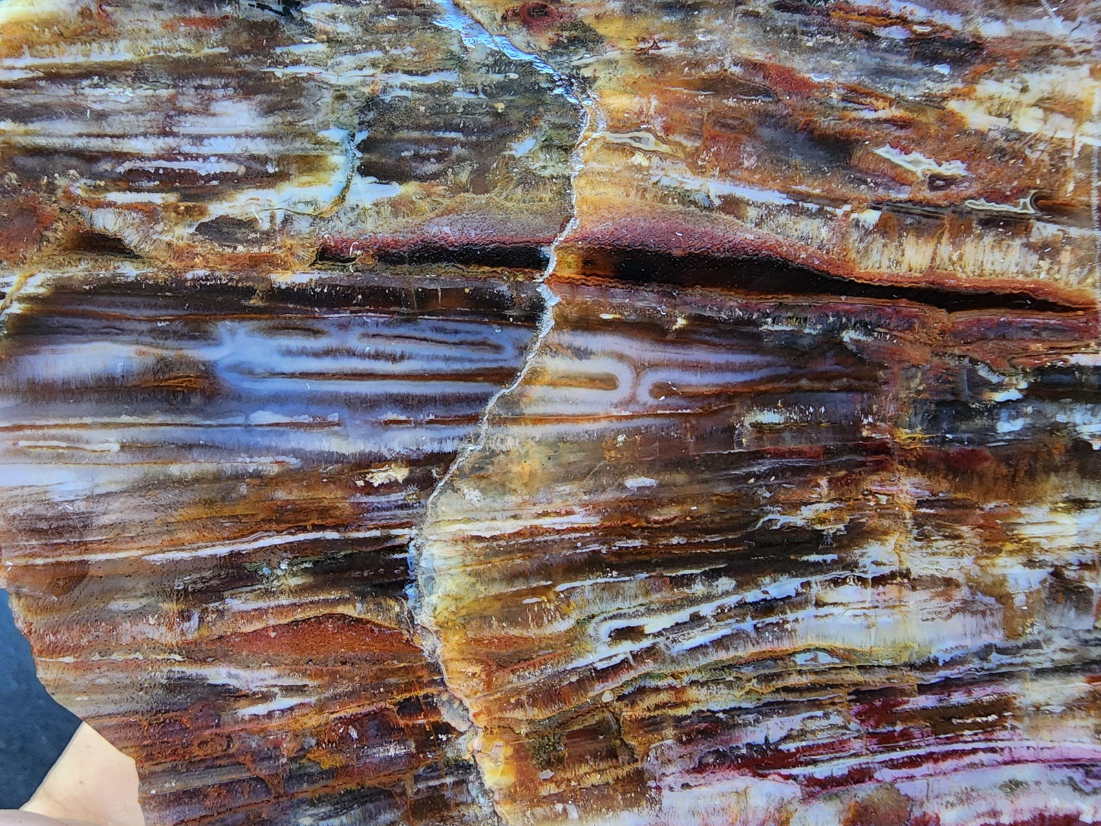 Agatized Petrified Wood - We❤️Rocks