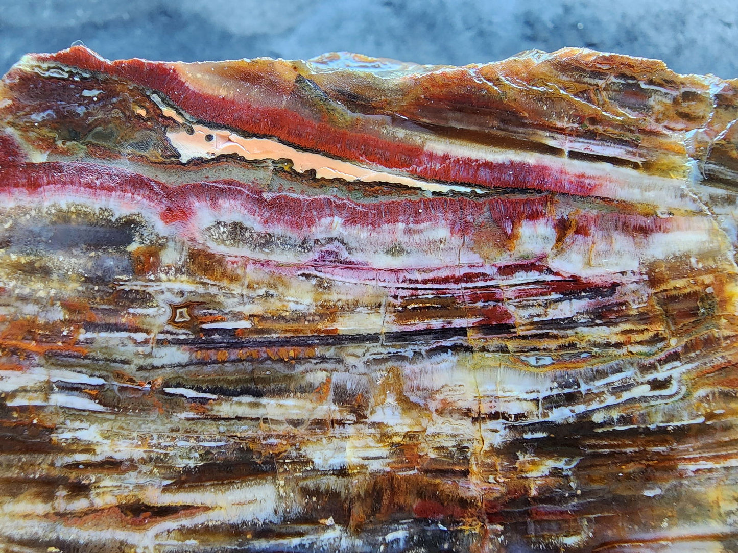 Agatized Petrified Wood - We❤️Rocks