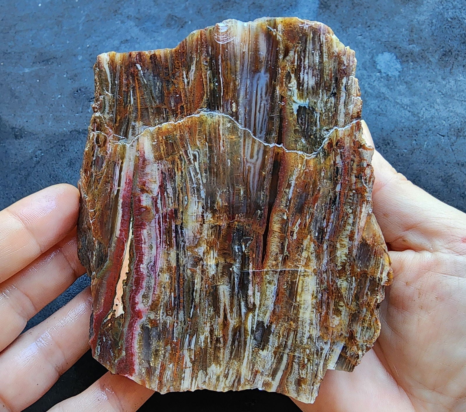 Agatized Petrified Wood - We❤️Rocks