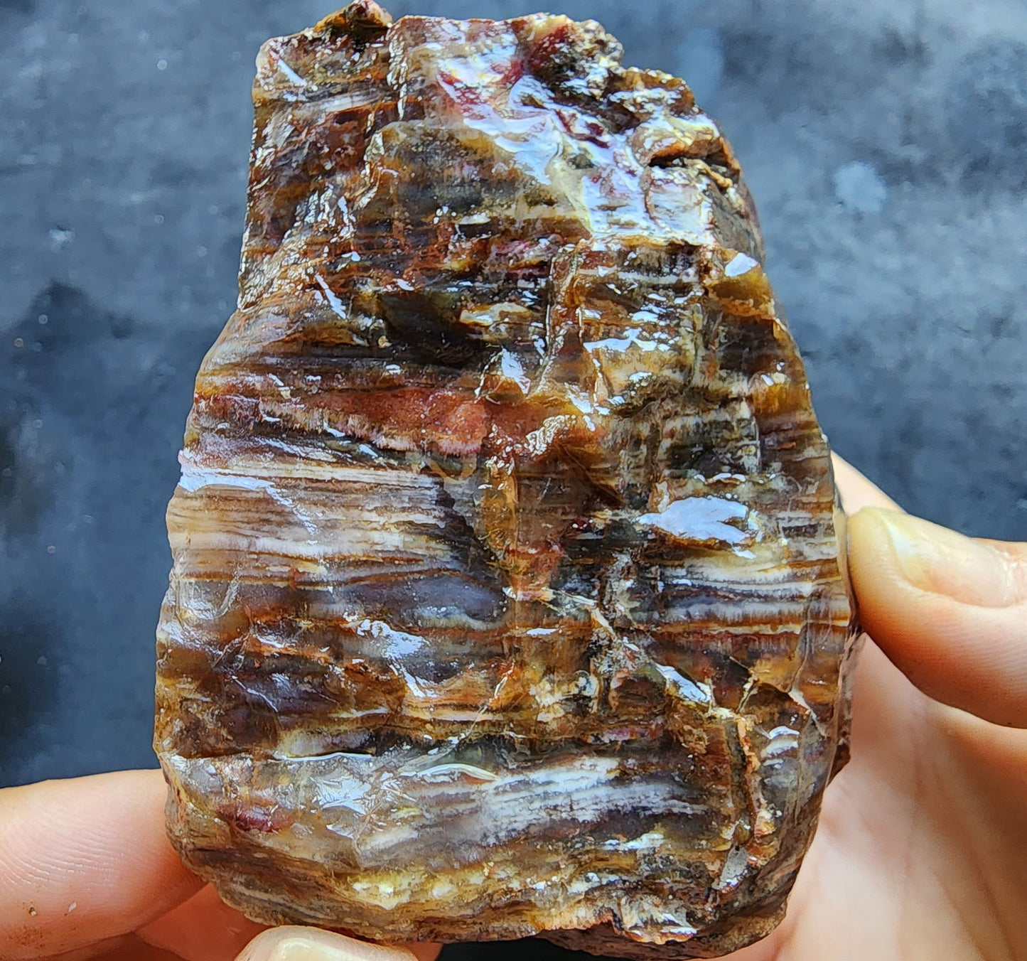 Agatized Petrified Wood - We❤️Rocks