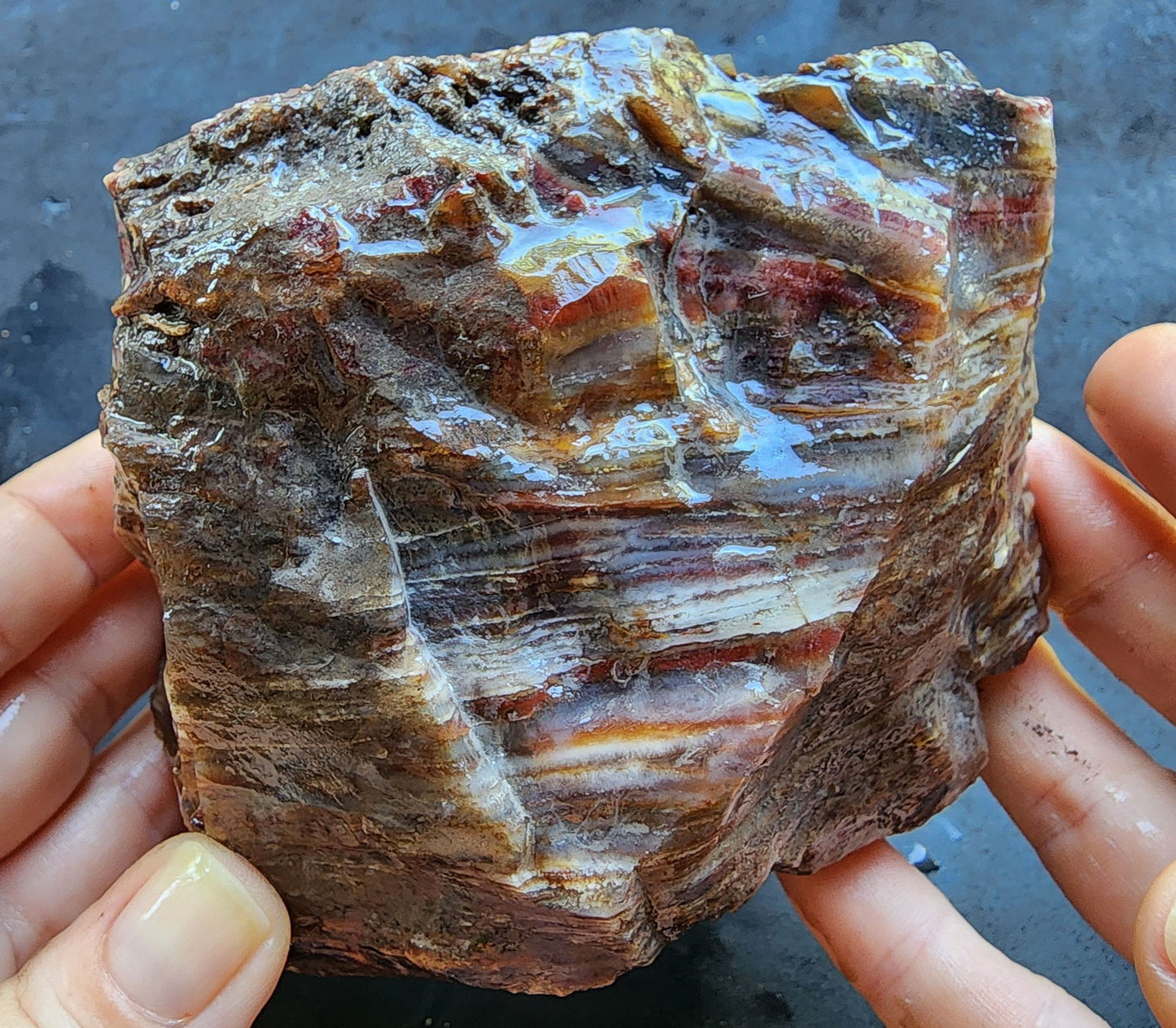 Agatized Petrified Wood - We❤️Rocks