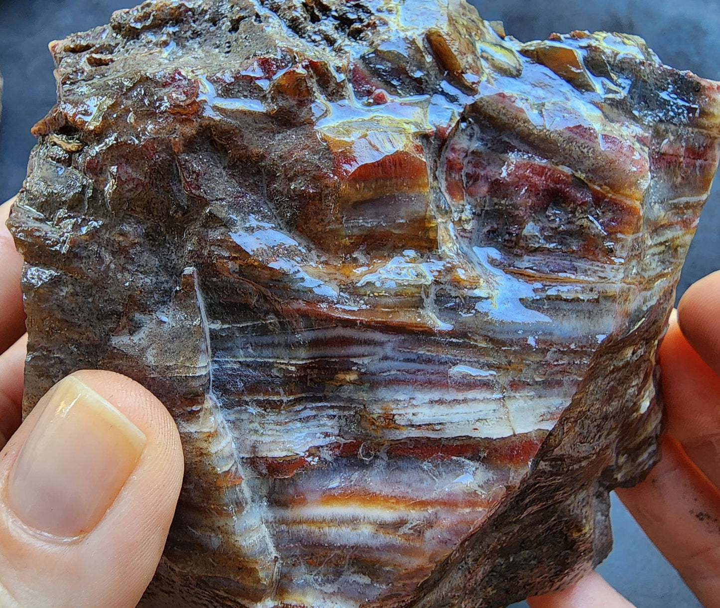 Agatized Petrified Wood - We❤️Rocks