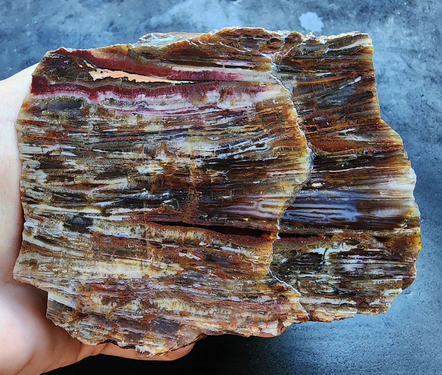 Agatized Petrified Wood - We❤️Rocks