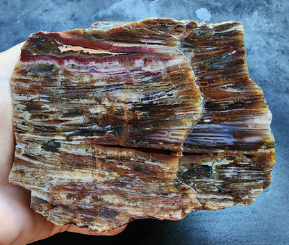 Agatized Petrified Wood - We❤️Rocks