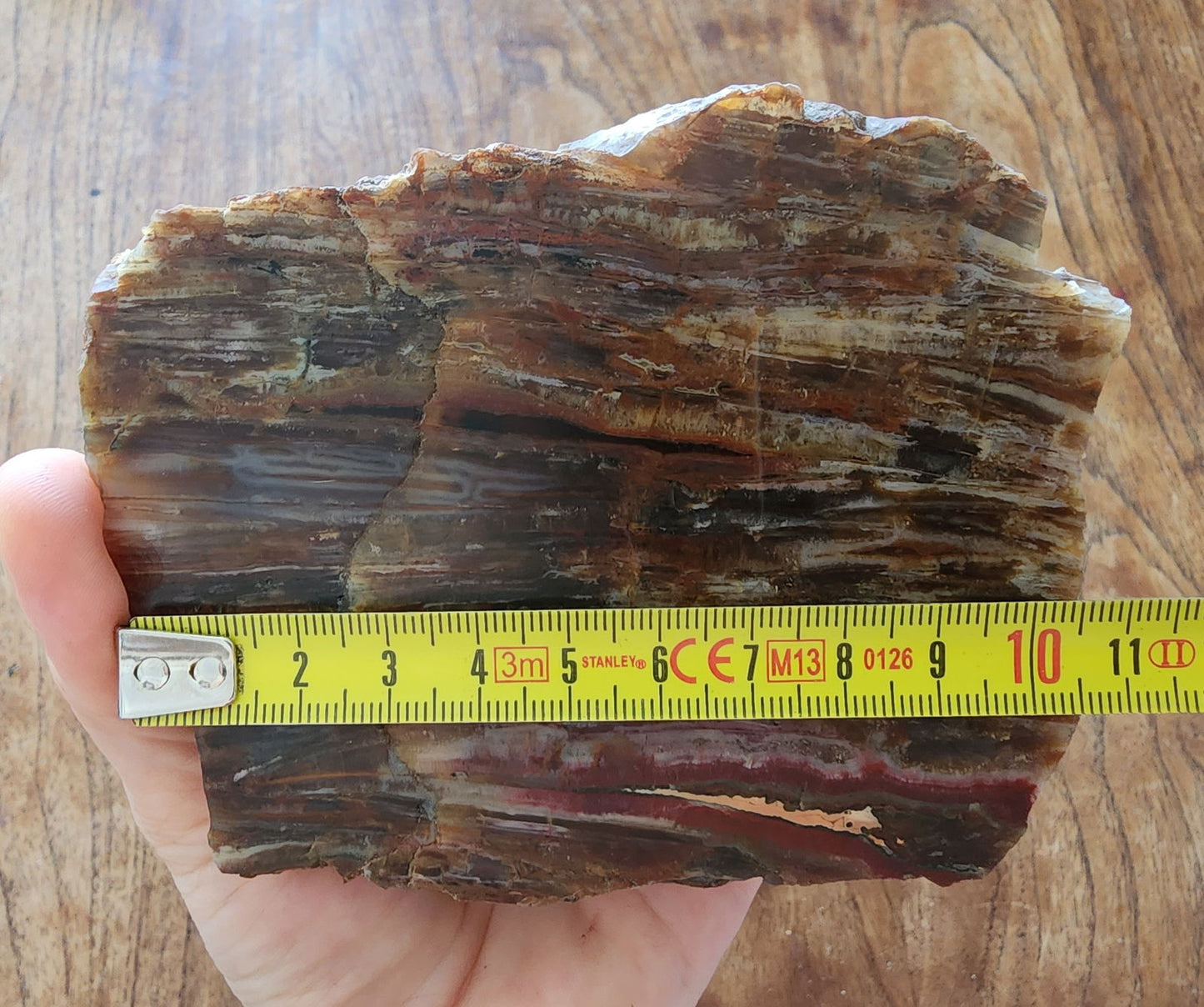 Agatized Petrified Wood - We❤️Rocks