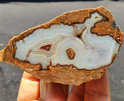 Collectible Banded Agate - #tag1# - #tag2# - #tag3# - #tag4#