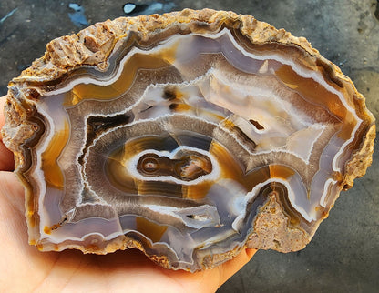 Collectible Banded Agate - We❤️Rocks