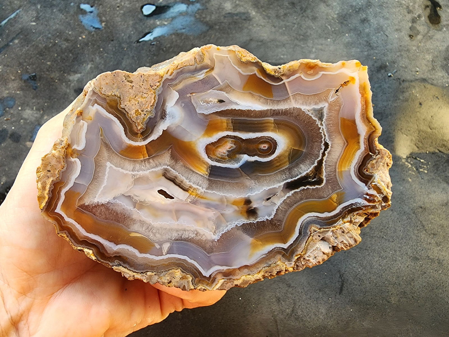 Collectible Banded Agate - We❤️Rocks