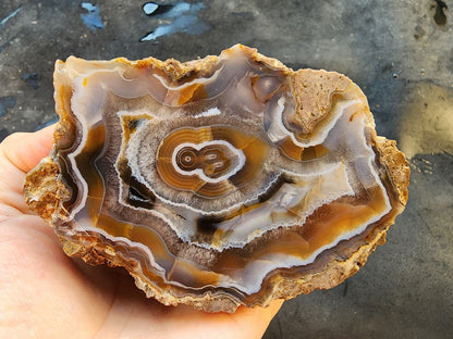 Collectible Banded Agate - We❤️Rocks