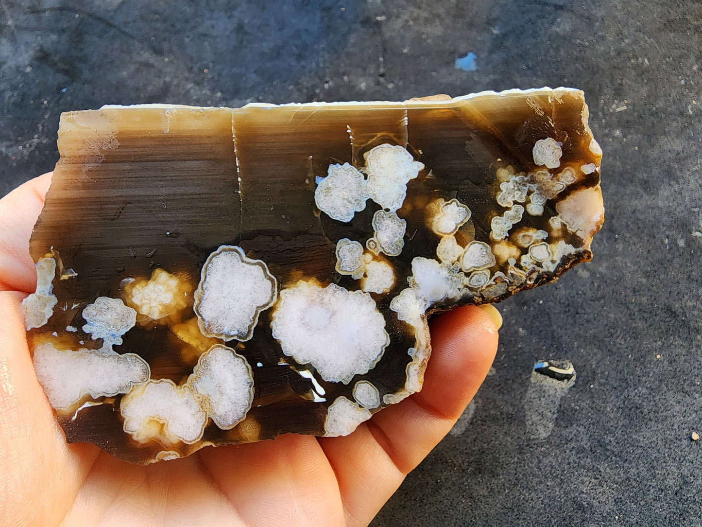 Flower Agate Pair - We❤️Rocks