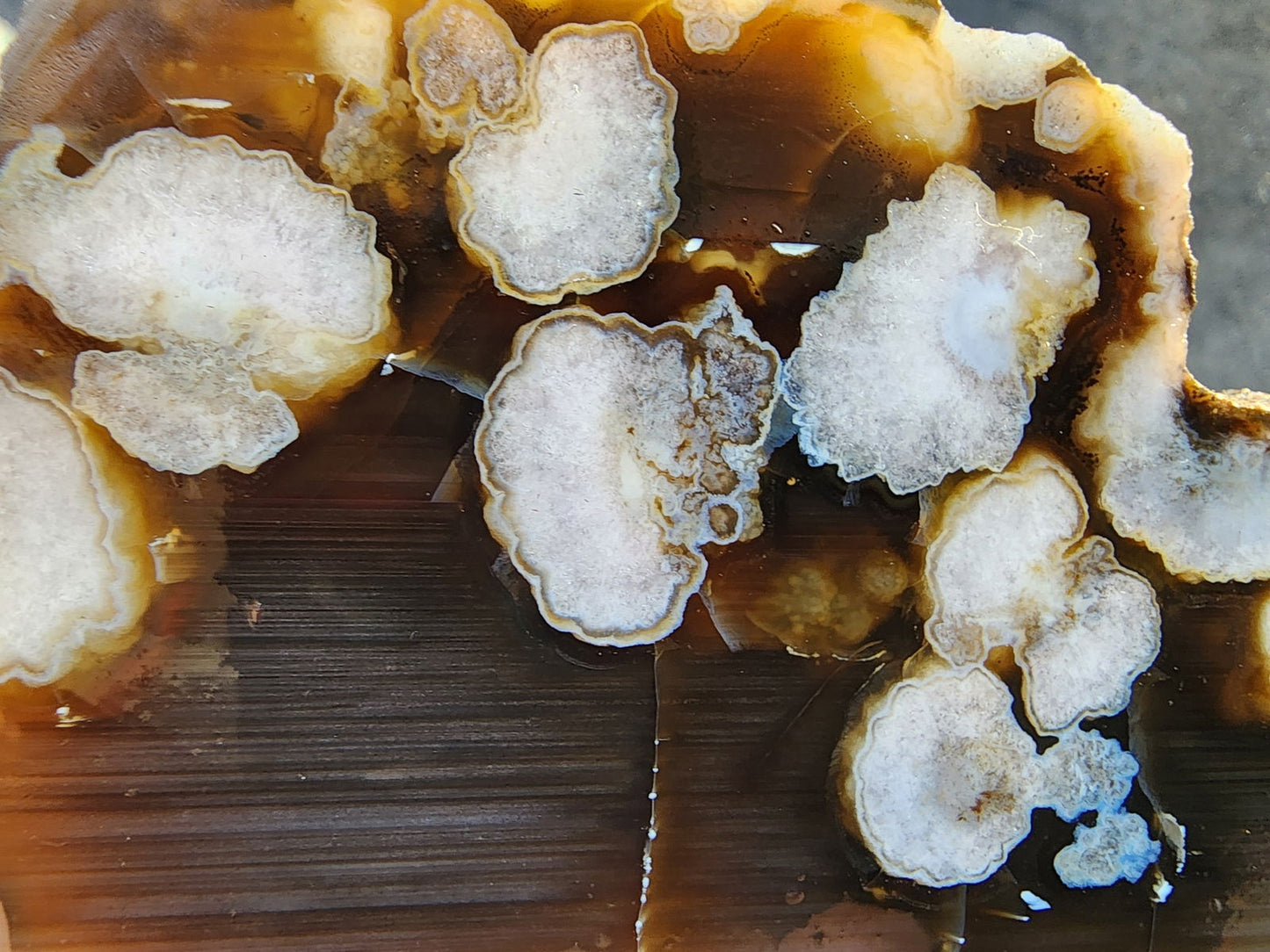 Flower Agate Pair - We❤️Rocks