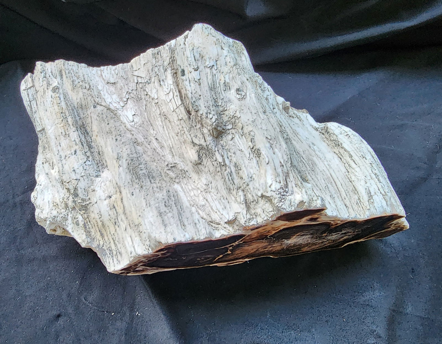 Large Petrified Wood - We❤️Rocks