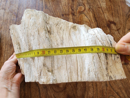 Large Petrified Wood - We❤️Rocks