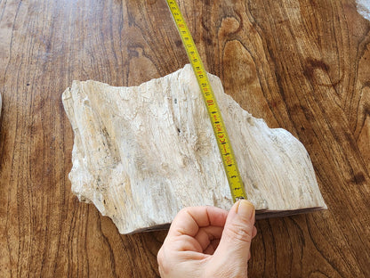 Large Petrified Wood - We❤️Rocks