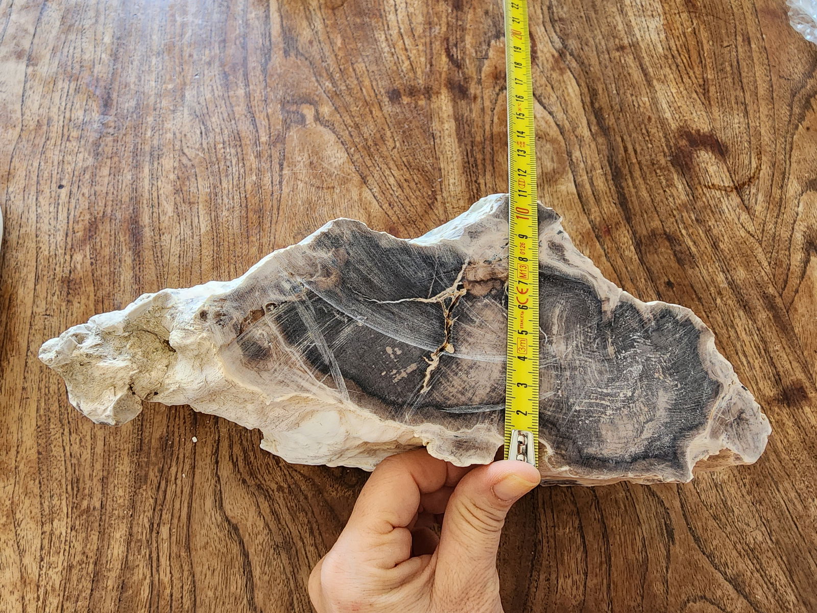 Large Petrified Wood - We❤️Rocks