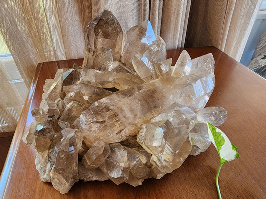 Large Smoky Quartz Cluster - We❤️Rocks