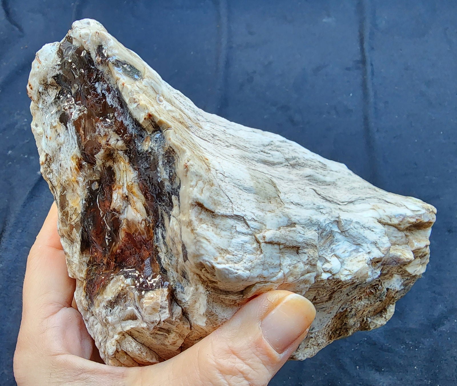 Petrified Wood Log - #tag1# - #tag2# - #tag3# - #tag4#