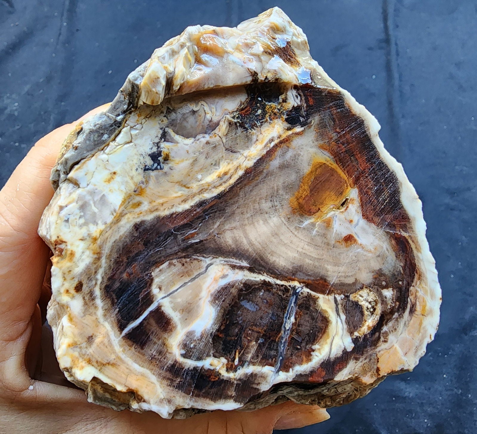 Petrified Wood Log - #tag1# - #tag2# - #tag3# - #tag4#