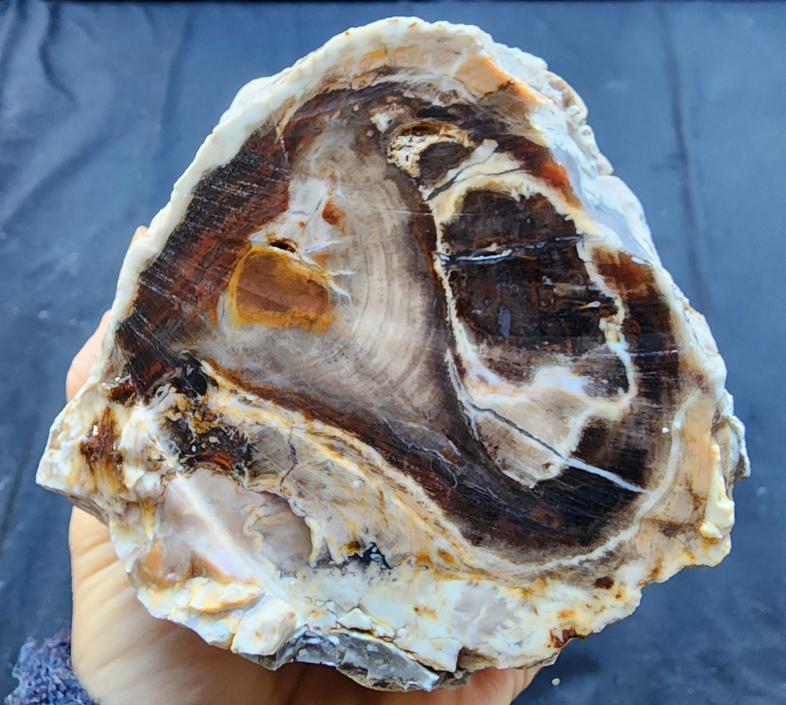 Petrified Wood Log - #tag1# - #tag2# - #tag3# - #tag4#