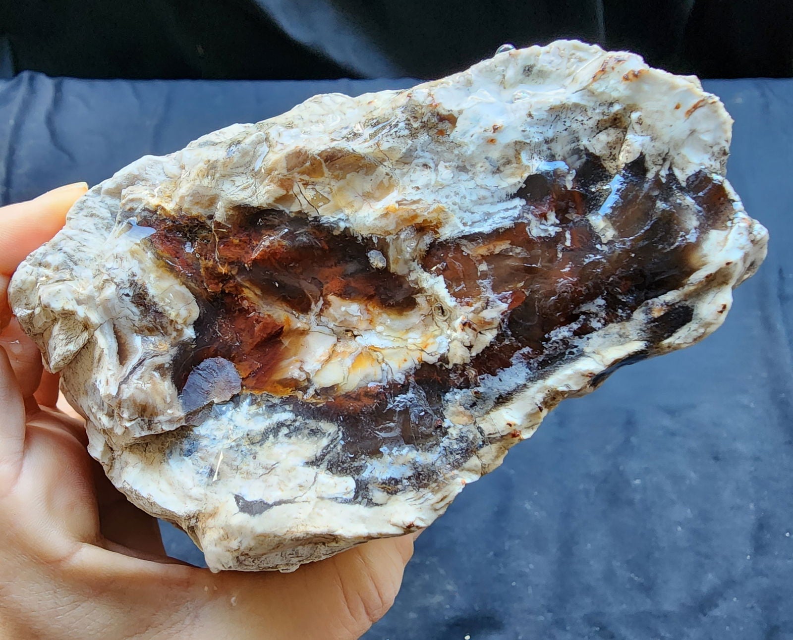 Petrified Wood Log - #tag1# - #tag2# - #tag3# - #tag4#