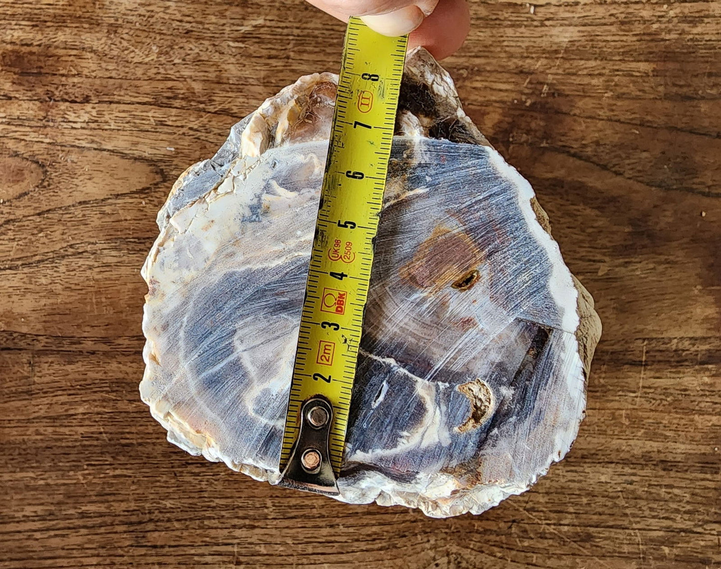 Petrified Wood Log - #tag1# - #tag2# - #tag3# - #tag4#