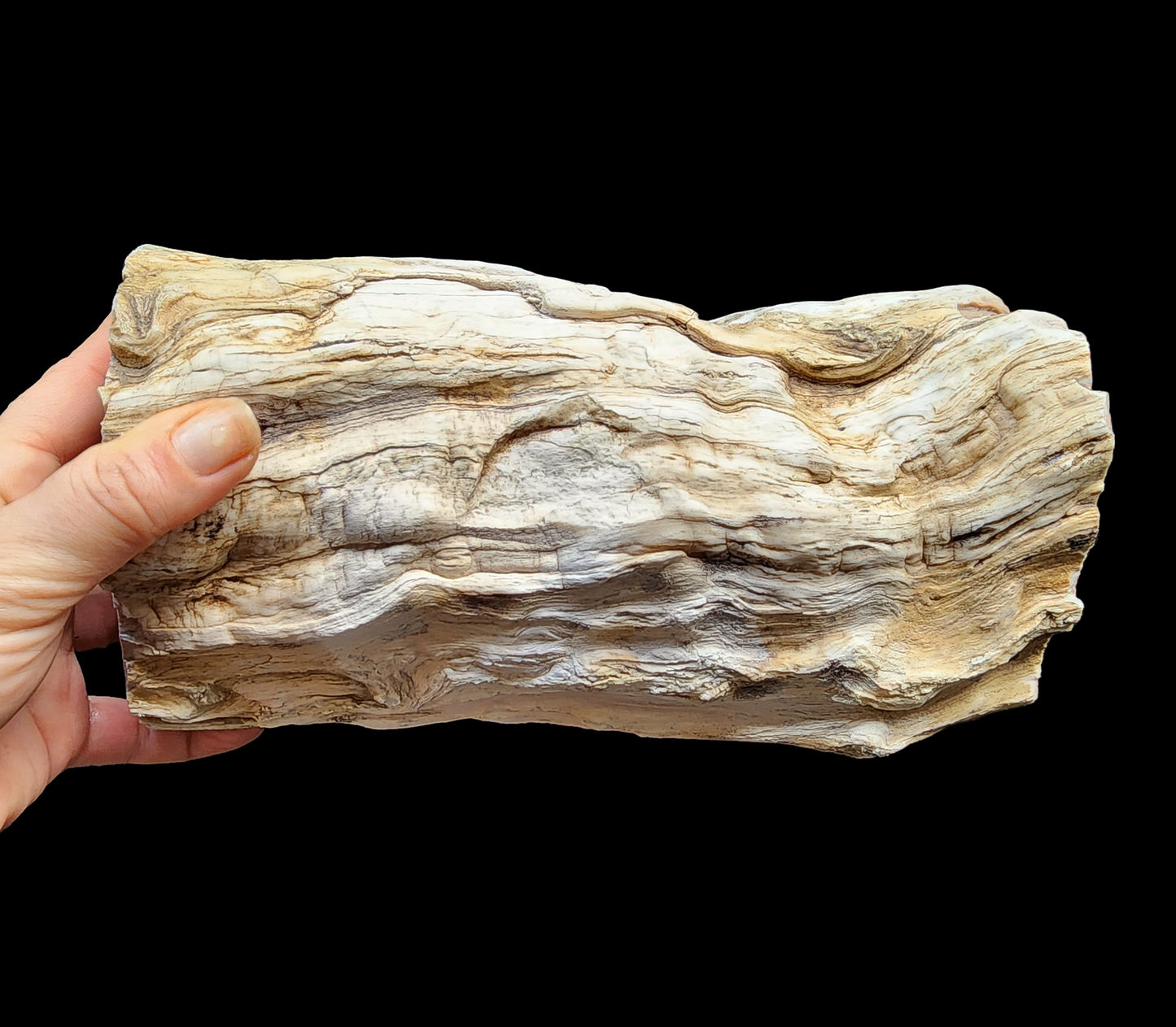 Petrified Wood Log - #tag1# - #tag2# - #tag3# - #tag4#