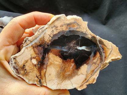 Petrified Wood Log - #tag1# - #tag2# - #tag3# - #tag4#