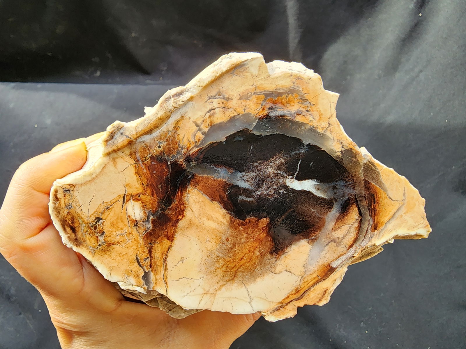 Petrified Wood Log - #tag1# - #tag2#