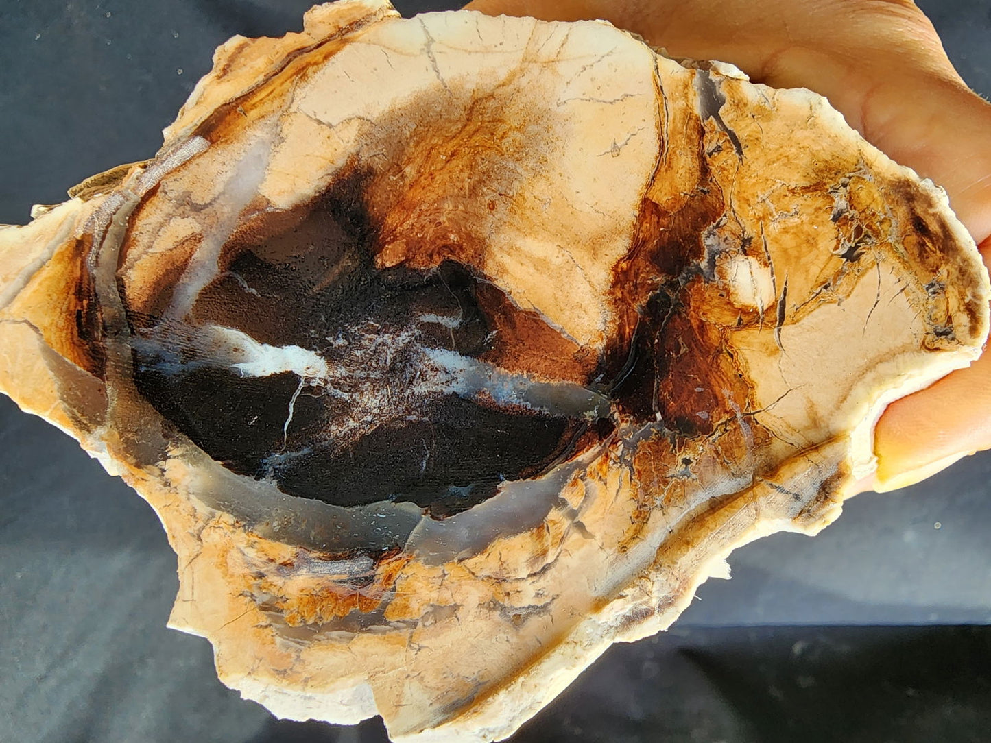 Petrified Wood Log - #tag1# - #tag2# - #tag3# - #tag4#