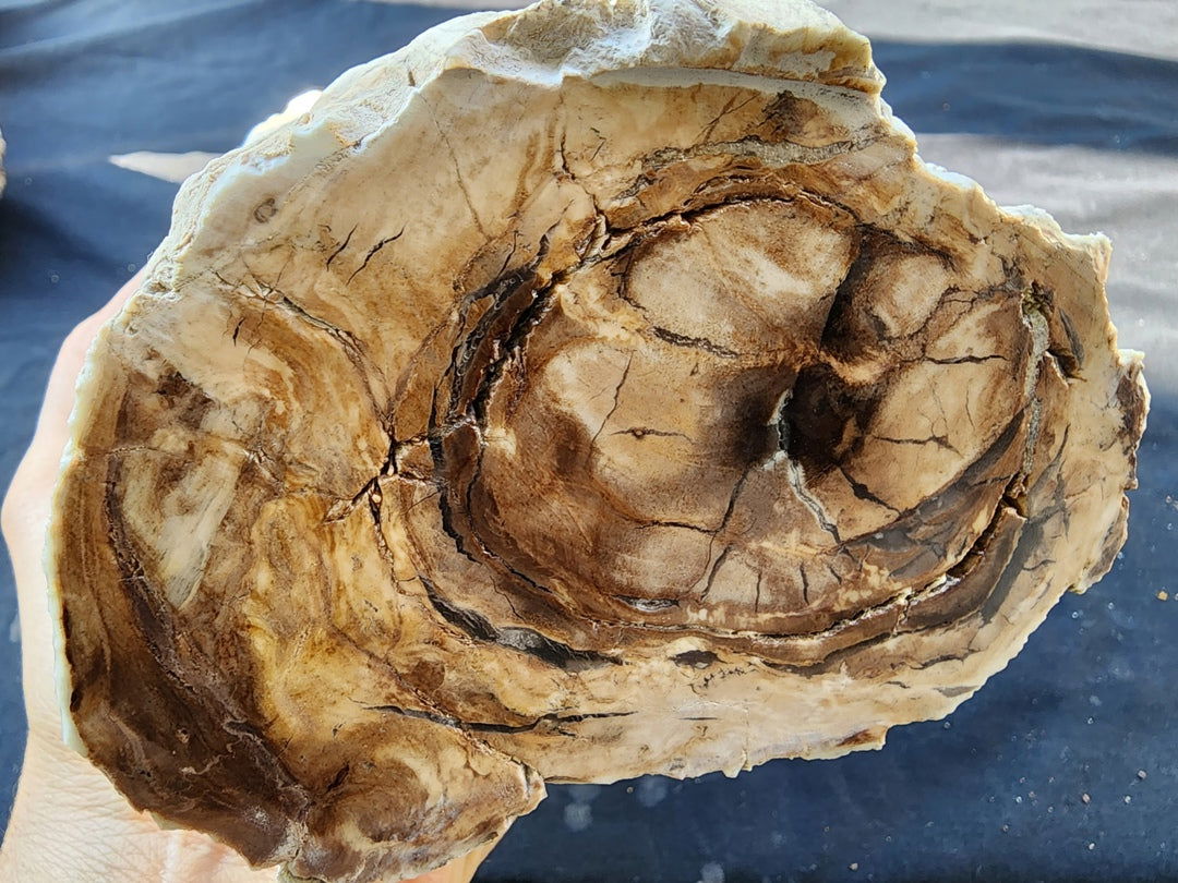 Petrified Wood Log - #tag1# - #tag2# - #tag3# - #tag4#