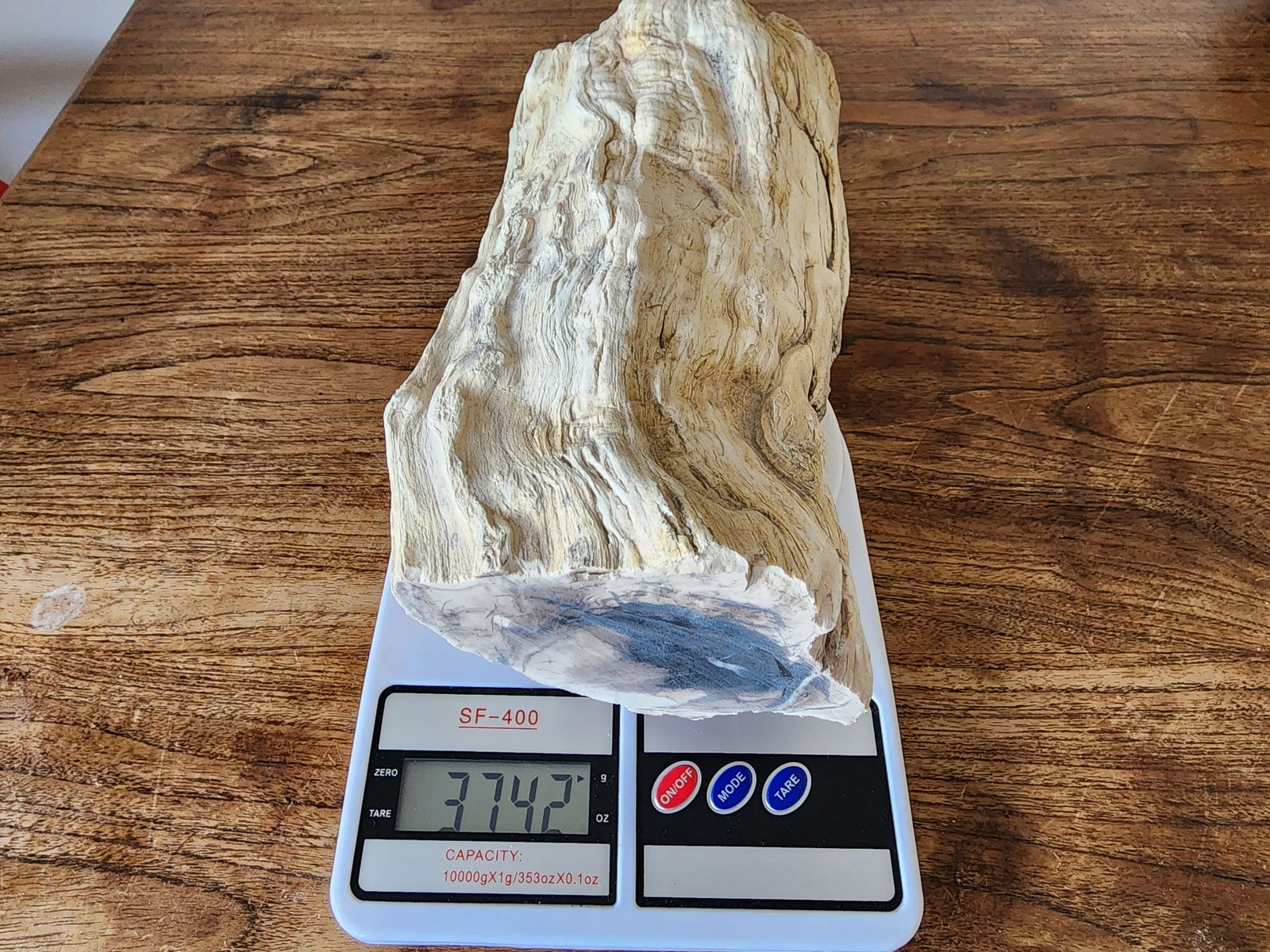 Petrified Wood Log - #tag1# - #tag2# - #tag3# - #tag4#