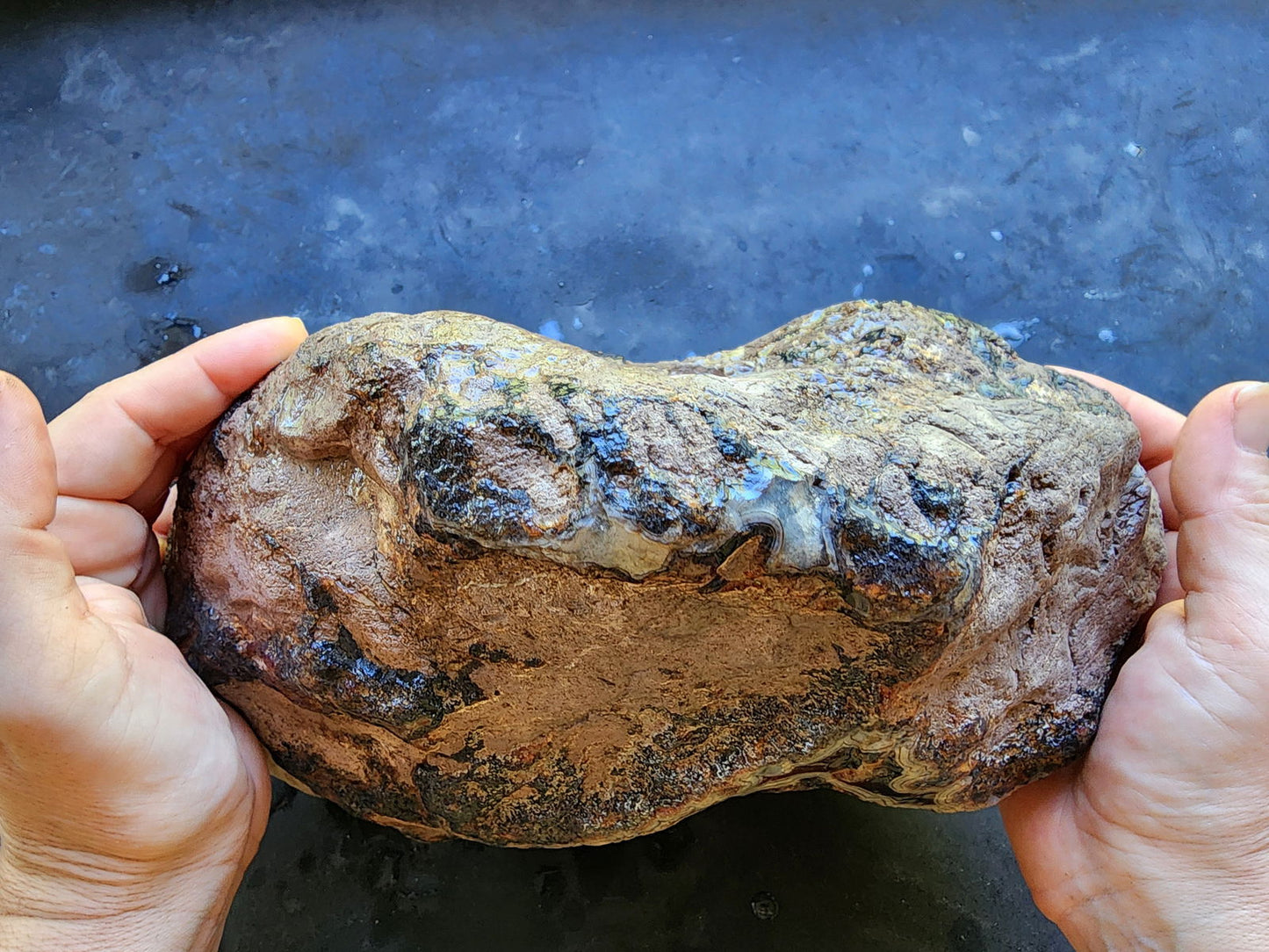 Uncut Large Thunderegg - We❤️Rocks